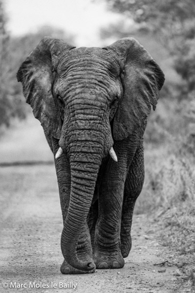 Photography by Marc Moles le Bailly - Africa - Kapama Elephant