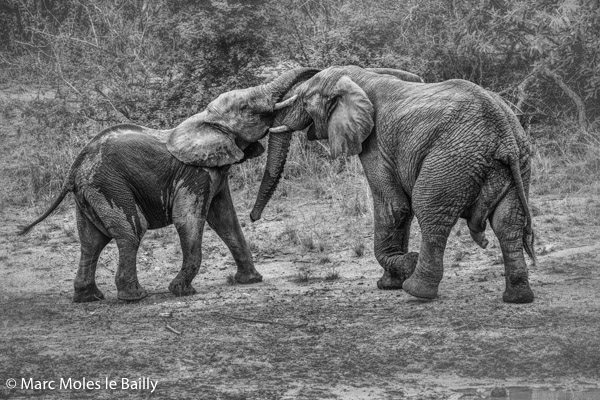 Photography by Marc Moles le Bailly - Africa - Young Elephant defying the Dominant Male