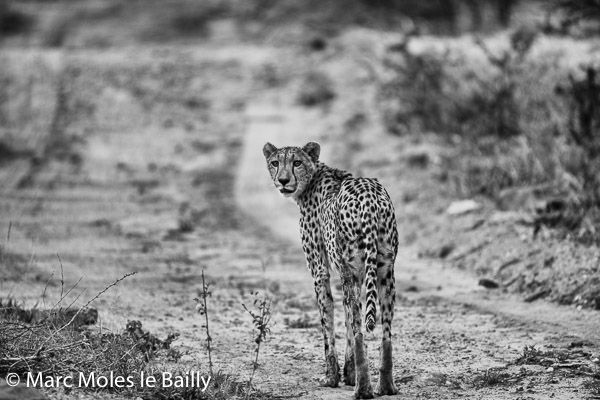 Photography by Marc Moles le Bailly - Africa - Thornybush Cheetah II