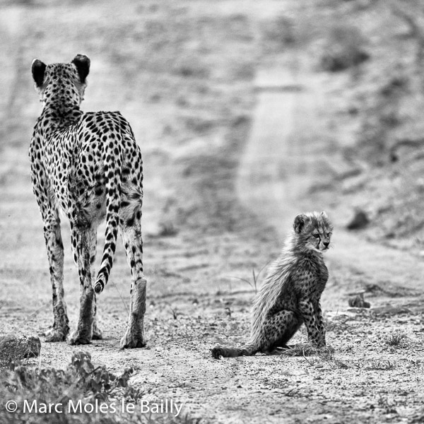Photography by Marc Moles le Bailly - Africa - Cheetah With Her Baby I