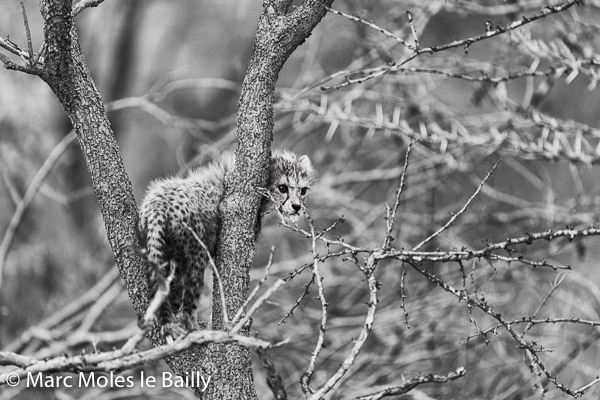 Photography by Marc Moles le Bailly - Africa - Climbing Baby Cheetah