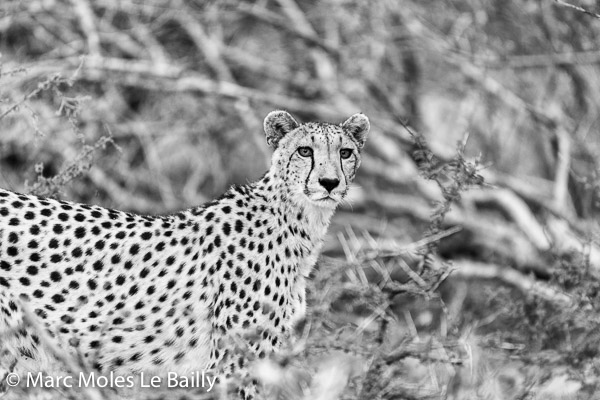Photography by Marc Moles le Bailly - Africa - Thornybush Cheetah I