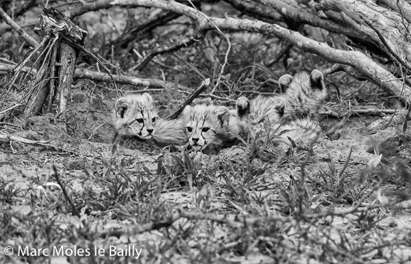 Photography by Marc Moles le Bailly - Africa - Thornybush Baby Cheetahs II