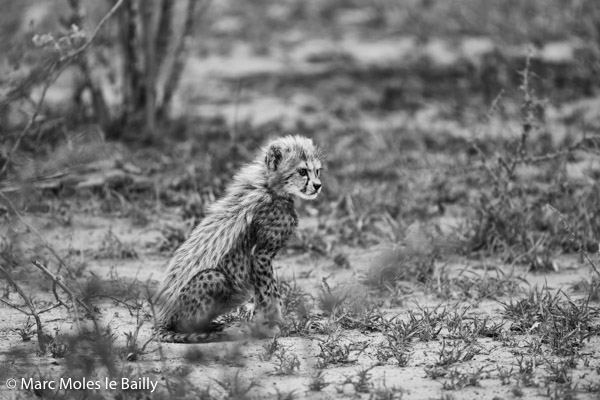 Photography by Marc Moles le Bailly - Africa - Baby Cheetah