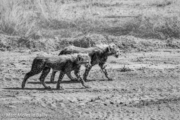 Photography by Marc Moles le Bailly - Africa - Baby Cheetahs Takes The Road