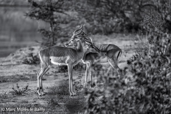 Photography by Marc Moles le Bailly - Africa - Impalas Before Confrontation