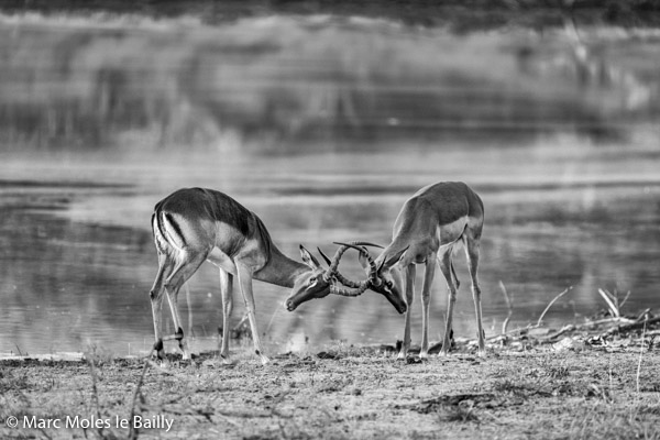 Photography by Marc Moles le Bailly - Africa - Impalas: The Confrontation