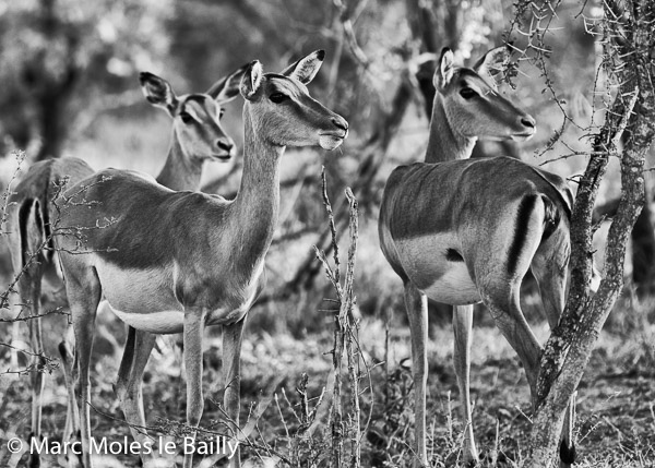 Photography by Marc Moles le Bailly - Africa - Impala at Kapama II