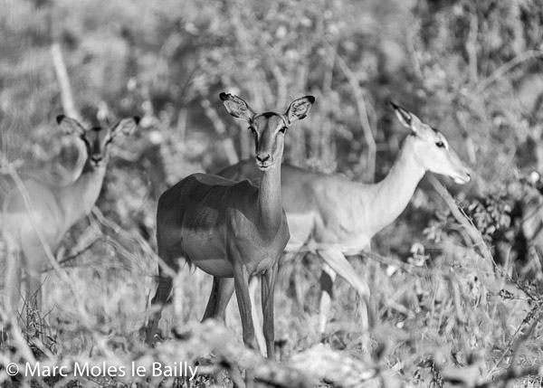 Photography by Marc Moles le Bailly - Africa - Impala at Kapama III