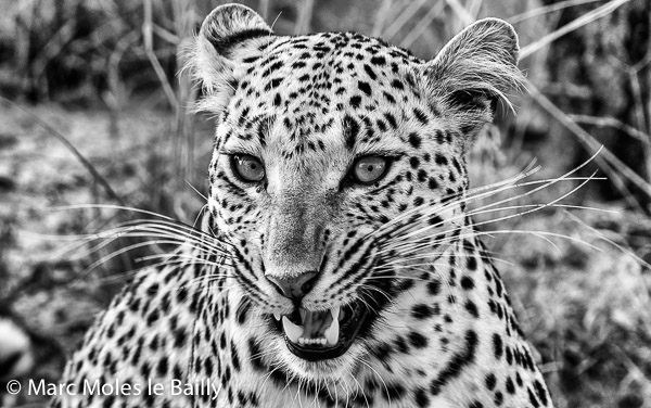 Photography by Marc Moles le Bailly - Africa - In The Leopard’s Eye