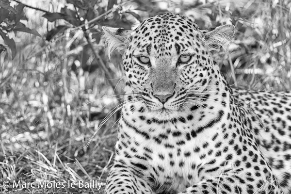 Photography by Marc Moles le Bailly - Africa - Leopard On a Quiet Afternoon