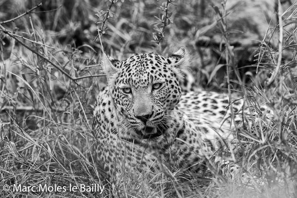 Photography by Marc Moles le Bailly - Africa - Quiet Leopard