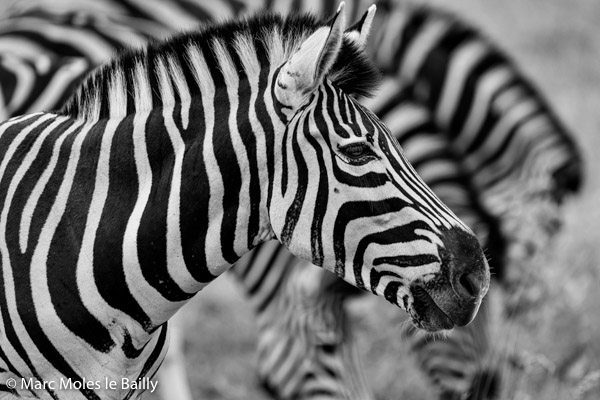 Photography by Marc Moles le Bailly - Africa - Zebra