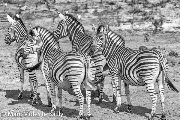 Photography by Marc Moles le Bailly - Africa - Zebras Turning Their Back