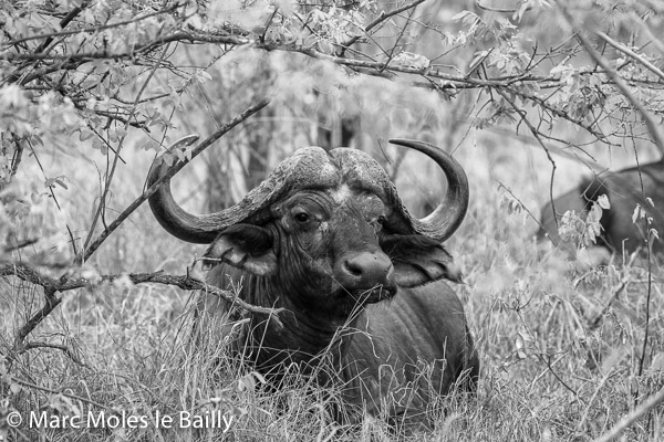 Photography by Marc Moles le Bailly - Africa - Buffalo In The Bush