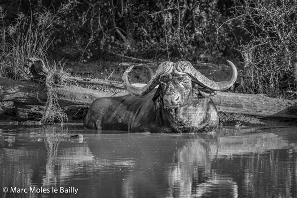 Photography by Marc Moles le Bailly - Africa - Buffalo At The End Of His Life