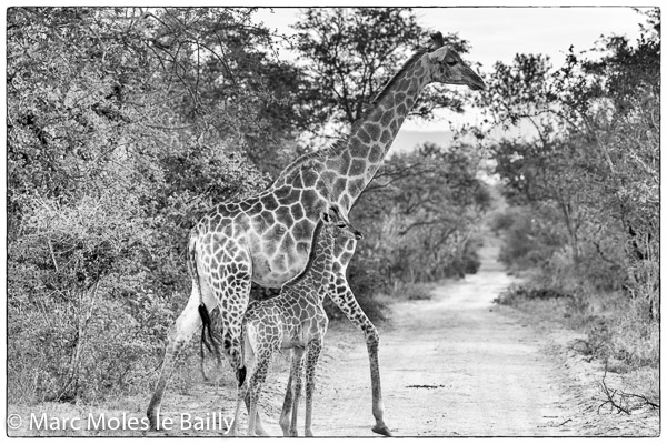 Photography by Marc Moles le Bailly - Africa - Giraffe With Her Baby