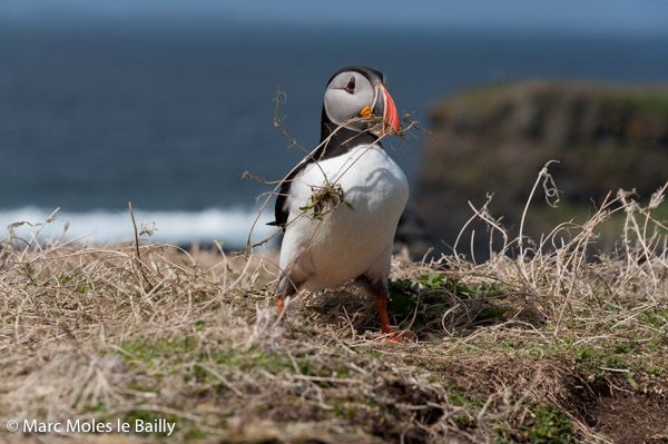 Photography by Marc Moles le Bailly - Birds - Puffin Building The Nest