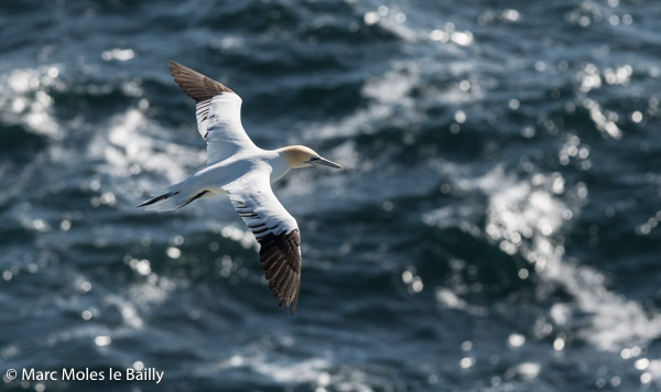 Photography by Marc Moles le Bailly - Birds - Gannet Facing The Sea On Orkney