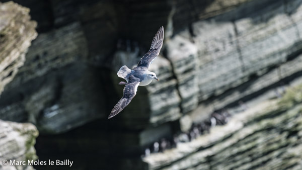 Photography by Marc Moles le Bailly - Birds - Fulmar In Front Of The Cliff