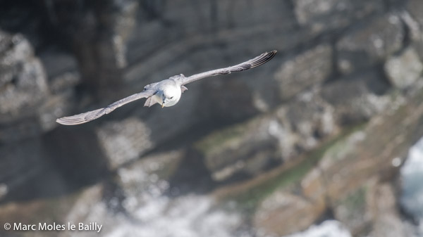Photography by Marc Moles le Bailly - Birds - Fulmar Hovering Along The Cliff