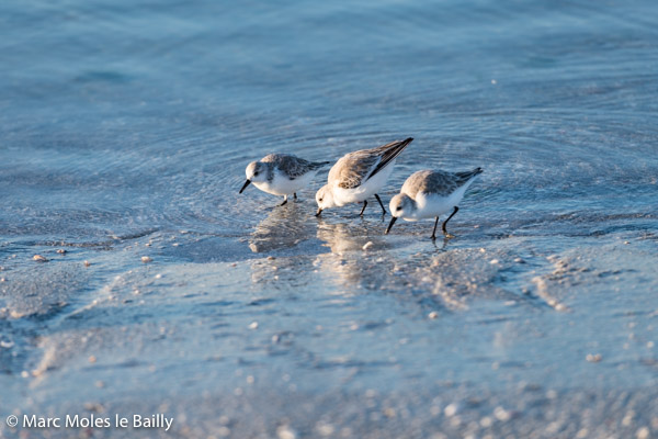 Photography by Marc Moles le Bailly - Birds - Sanderlings On Sanibel Island