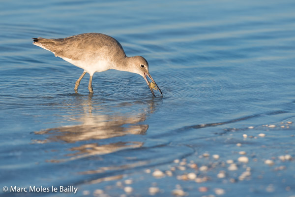 Photography by Marc Moles le Bailly - Birds - Willet Eating Crab