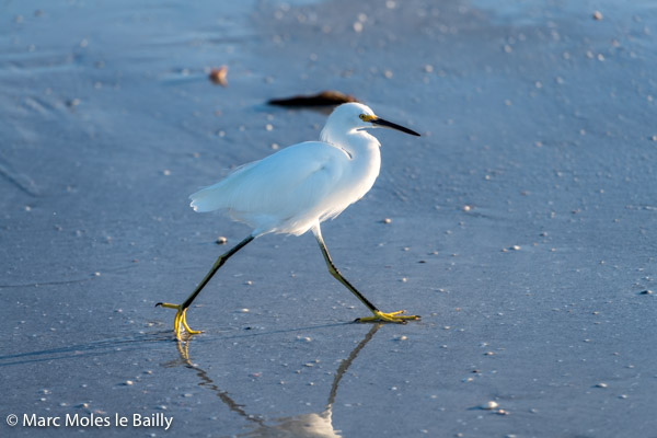 Photography by Marc Moles le Bailly - Birds - Snowy Egret