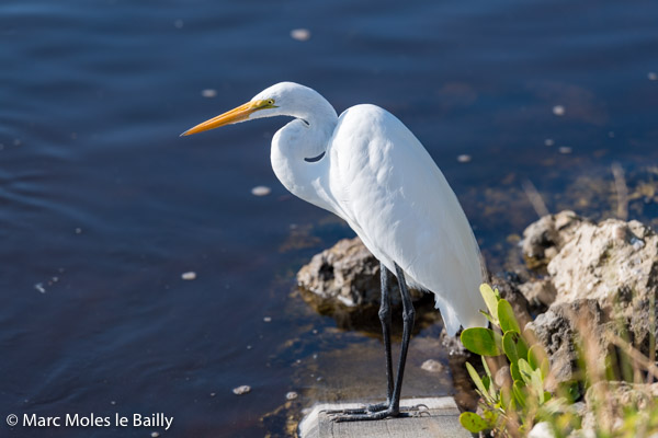 Photography by Marc Moles le Bailly - Birds - Great Egret