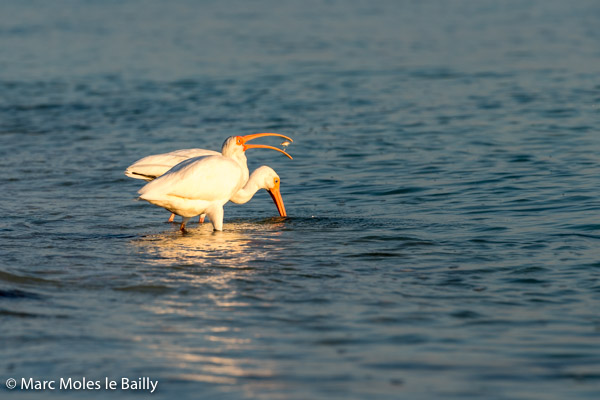 Photography by Marc Moles le Bailly - Birds - White Ibis Eating Crab