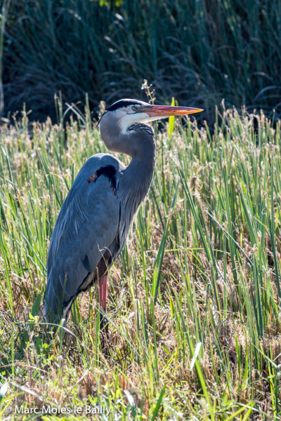 Photography by Marc Moles le Bailly - Birds - Great Blue Heron - Everglades