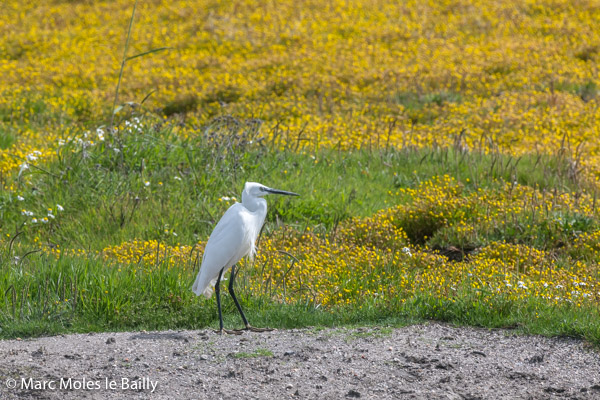 Photography by Marc Moles le Bailly - Birds - Little Egret - Tage Estuary