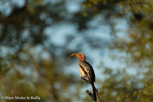 Photography by Marc Moles le Bailly - Birds - Zazou At Dawn