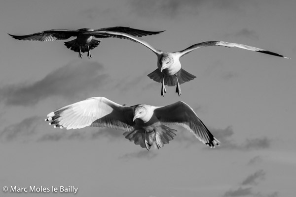 Photography by Marc Moles le Bailly - Birds - Seagulls Squadron