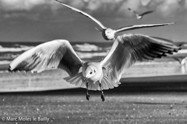 Photography by Marc Moles le Bailly - Birds - Seagulls Squadron Landing