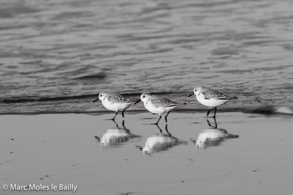 Photography by Marc Moles le Bailly - Birds - Sanderlings On The Beach - Koksijde