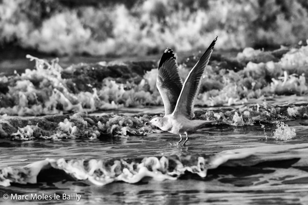 Photography by Marc Moles le Bailly - Birds - Takeoff Of A Seagull