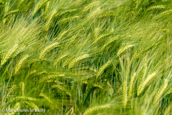 Photography by Marc Moles le Bailly - Colors - Green Wheat