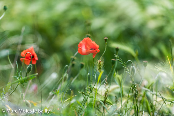 Photography by Marc Moles le Bailly - Colors - Poppies
