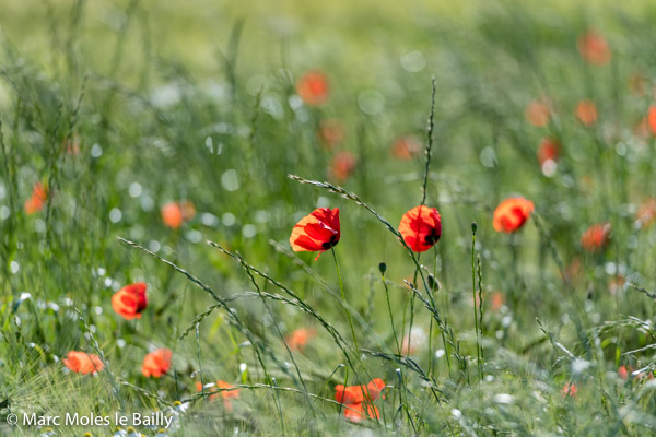 Photography by Marc Moles le Bailly - Colors - Poppies Koksijde