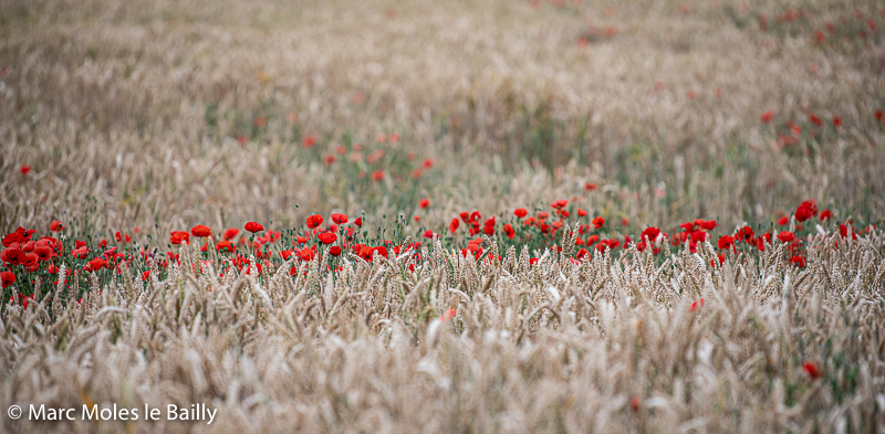 Photography by Marc Moles le Bailly - Colors - Poppies Linkebeek
