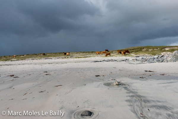 Photography by Marc Moles le Bailly - Scotland - Cows On Balranald Reserve 