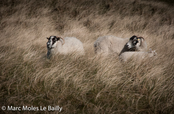 Photography by Marc Moles le Bailly - Scotland - Sheep Into The Brush