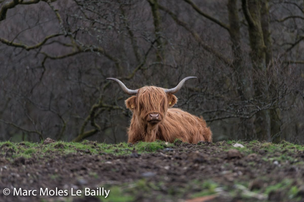 Photography by Marc Moles le Bailly - Scotland - Higland Cow