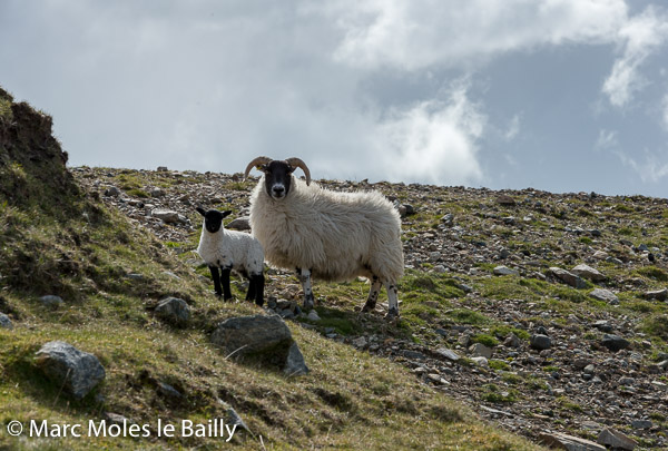 Photography by Marc Moles le Bailly - Scotland - Sheep On North Uist