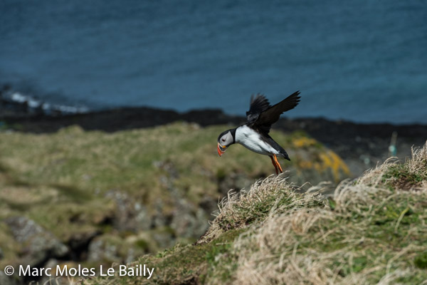 Photography by Marc Moles le Bailly - Scotland - Puffin Taking Flight 