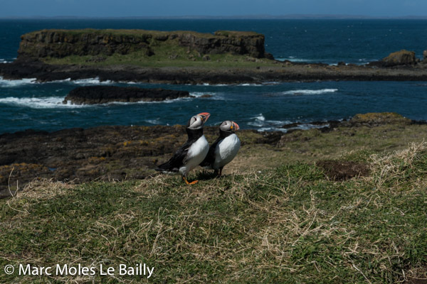 Photography by Marc Moles le Bailly - Scotland - Pair Of Puffins On Straffa