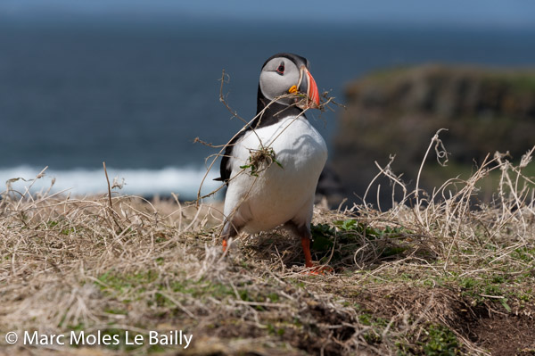 Photography by Marc Moles le Bailly - Scotland - Puffin Building The Nest