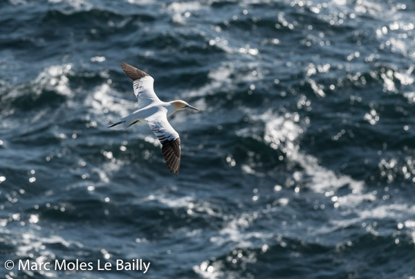 Photography by Marc Moles le Bailly - Scotland - Gannet Facing The Sea On Orkney