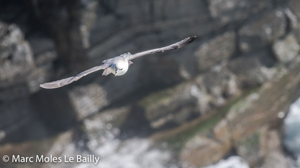 Photography by Marc Moles le Bailly - Scotland - Fulmar Hovering On Noup Head